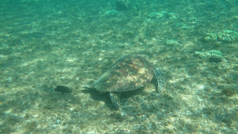 Snorkeling around Apo island
